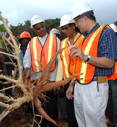 Governor-General, His Excellency the Most Hon. Professor Kenneth Hall (left) and his wife, Mrs. Rheima Holding Hall (centre), and Executive Director, Jamaica Bauxite Institute, Parris Lyew-Ayee admire a root of sweet cassava that was grown on reclaimed bauxite land, during a tour of St. Ann Jamaica Bauxite Partners.